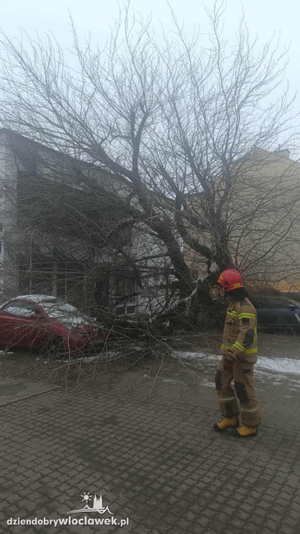 Drzewo runęło na samochody i budynek w centrum