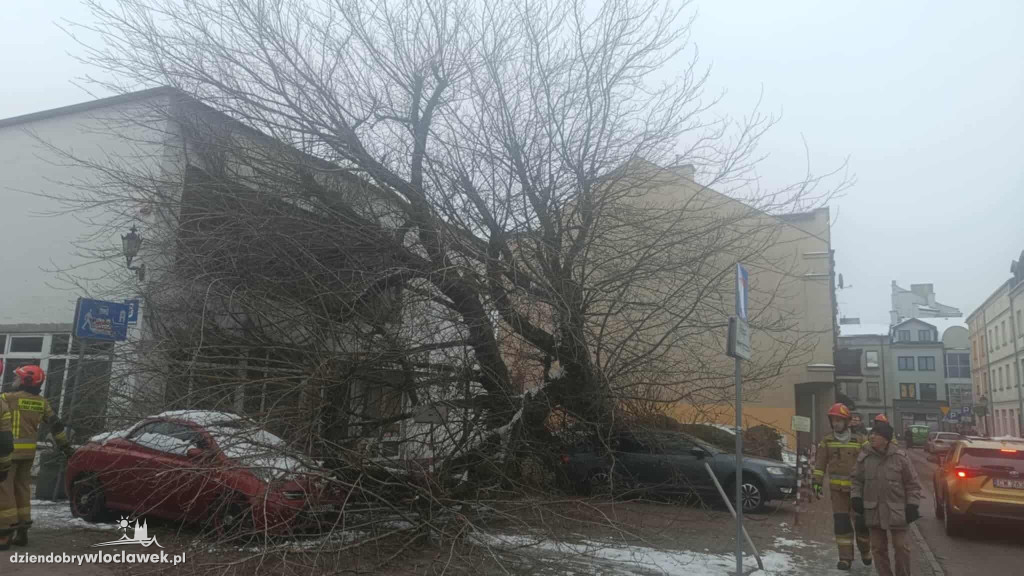 Drzewo runęło na samochody i budynek w centrum
