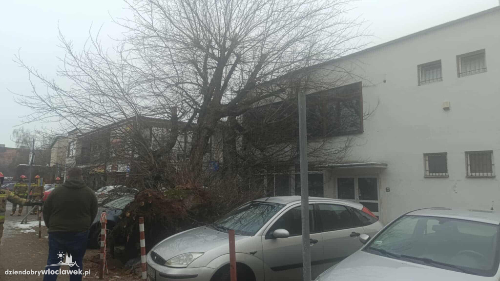 Drzewo runęło na samochody i budynek w centrum