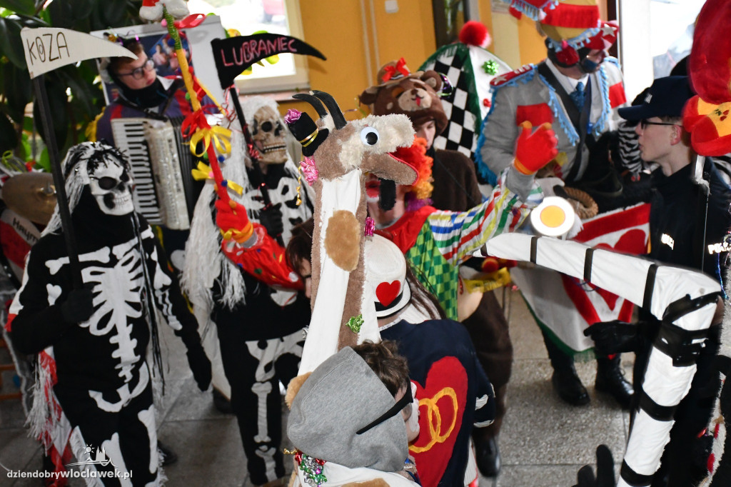 Koza ruszyła po Kujawach! Zaskoczyła urzędników w Lubrańcu