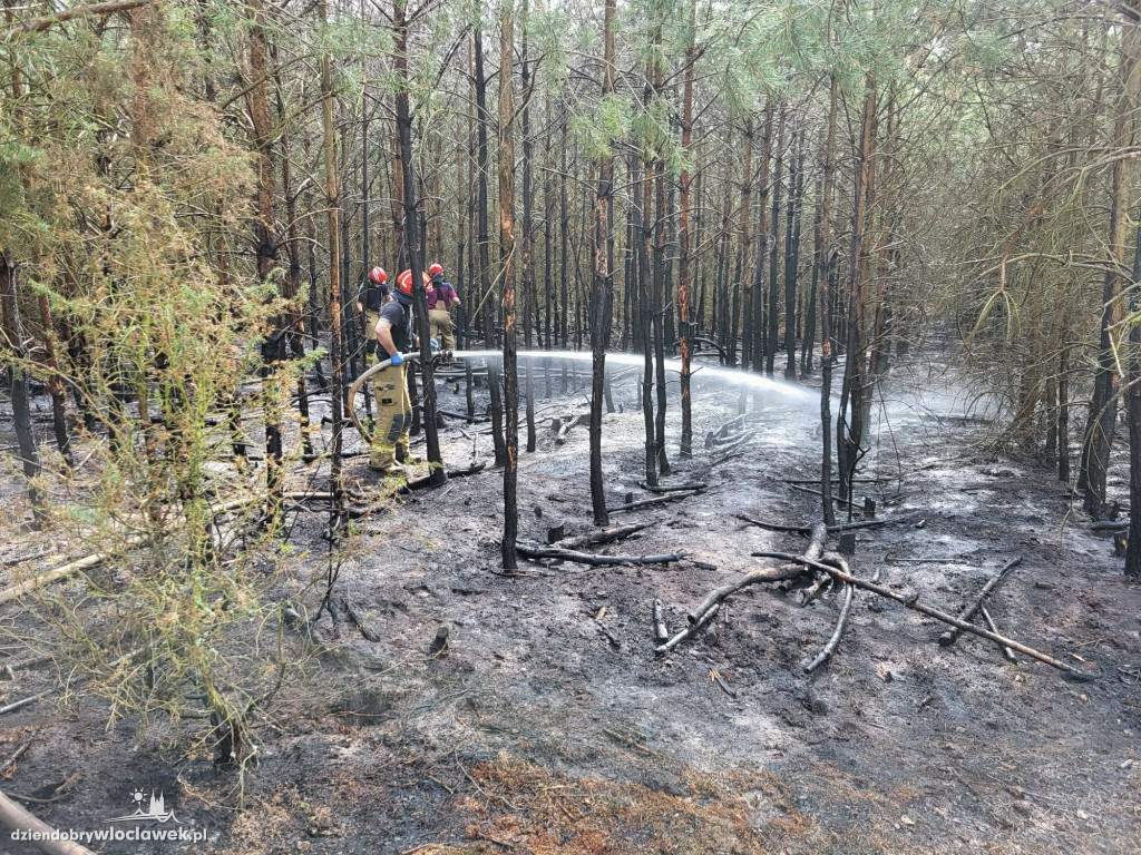 Dwa pożary lasu przy Toruńskiej