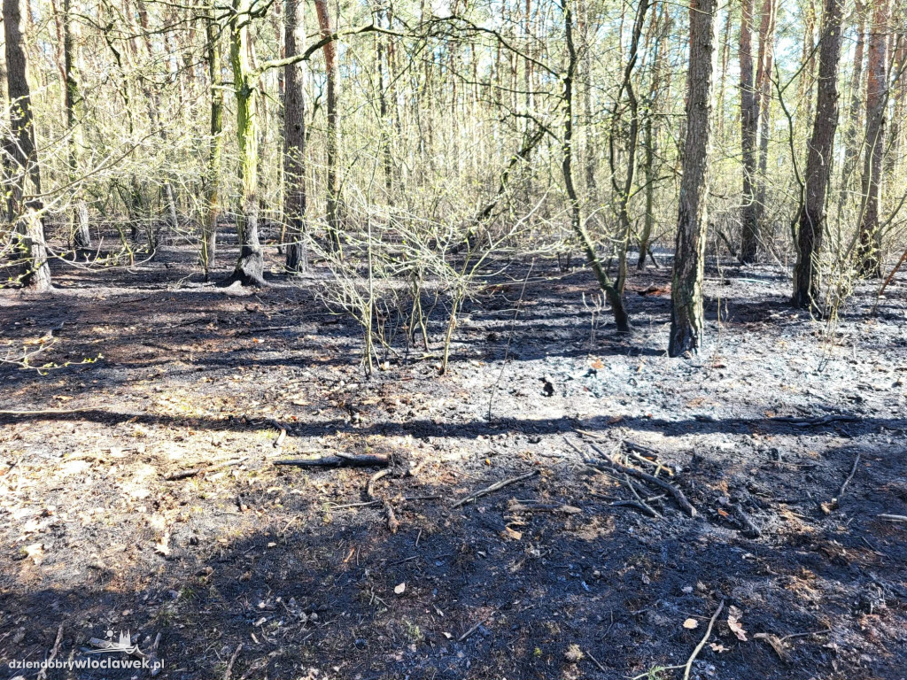 Dwa pożary lasu przy Toruńskiej