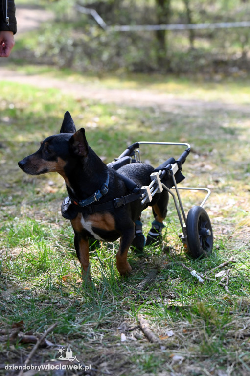 43. Bieg Kujawiaka we Włocławku: dorośli