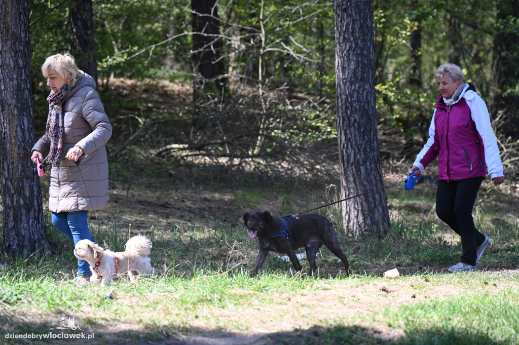 43. Bieg Kujawiaka we Włocławku: dorośli