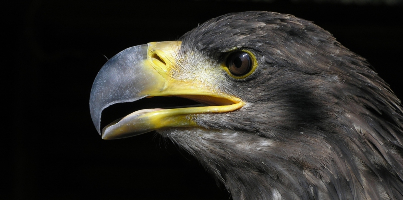 Młode orły pozwalają podejść do siebie na bardzo małą odległość. Podczas spotkania oko w oko z drapieżnym ptakiem nalezy jednak zachowac ostrożność. Fot. Piotr Twardowski