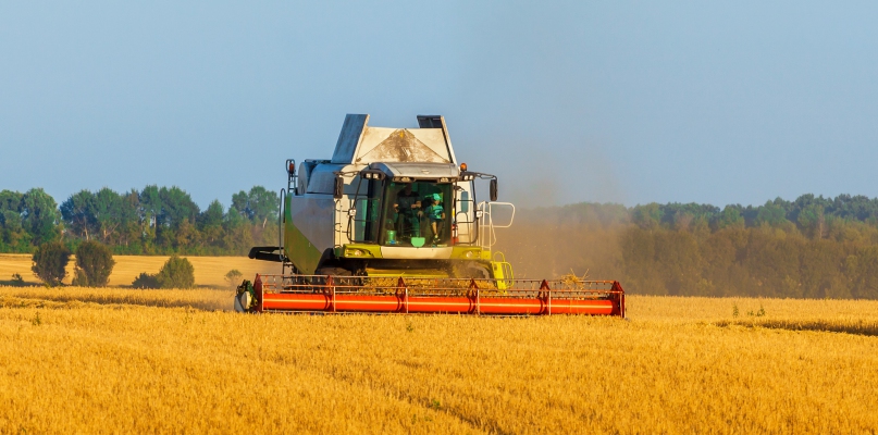 W niektórych gminach powiatu włocławskiego susza zniszczyła uprawy m. in. zbóż i rzepaku. Fot. depositphotos