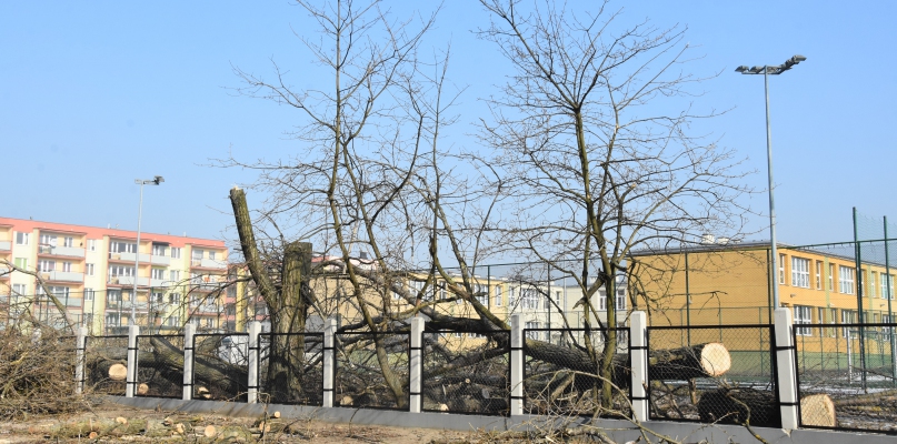 Z terenu szkoły przy ul. Gniazowskiego na Południu wycięto kilka dużych drzew. Fot. DDWloclawek.pl
