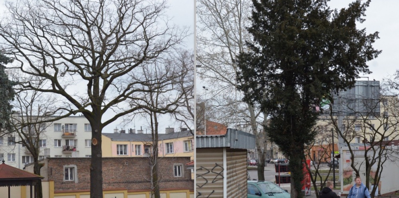 W tym tygodniu liczba włocławskich pomników przyrody wzrosła do pięciu. Do zacnej grupy włączono trzy drzewa. Fot. DDWloclawek.pl