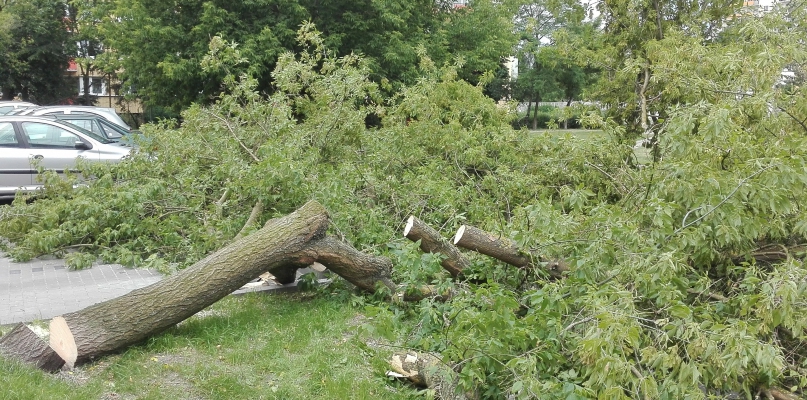 Drzewo wyrwane z korzeniami przy ul. Zbiegniewskiej 2. fot. Łukasz Daniewski