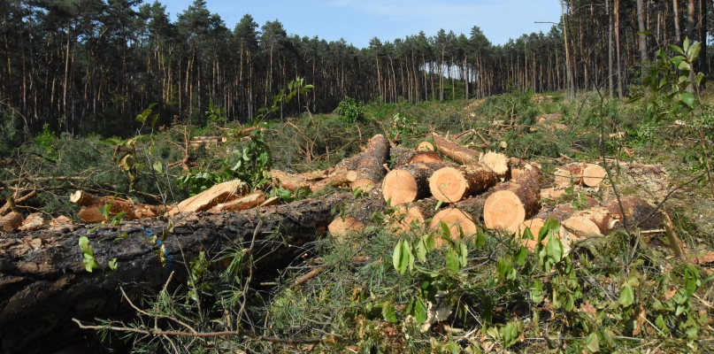 Czytelniczkę zaniepokoiła wycinka prowadzona w lesie nieopodal al. Jana Pawła II. Fot. Natalia Seklecka