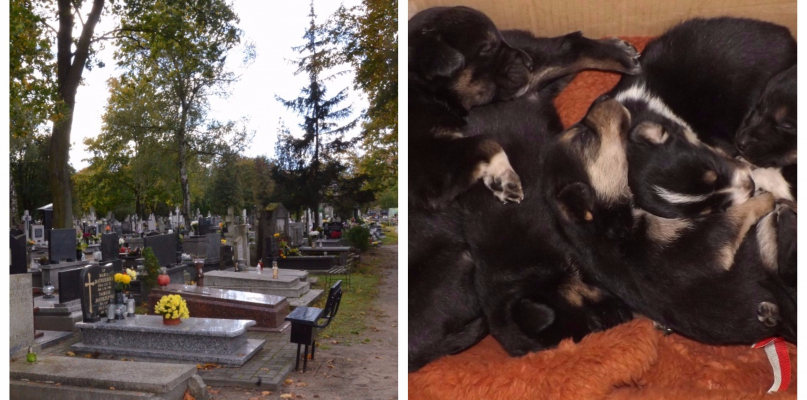 Pieski znaleziono na cmentarzu w niedzielę po południu.  Fot. DDWloclawek.pl/schronisko dla zwierząt
