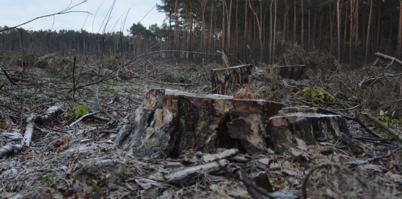 W tym roku wycinki objęły ok. 300 ha lasów. Fot. Natalia Seklecka