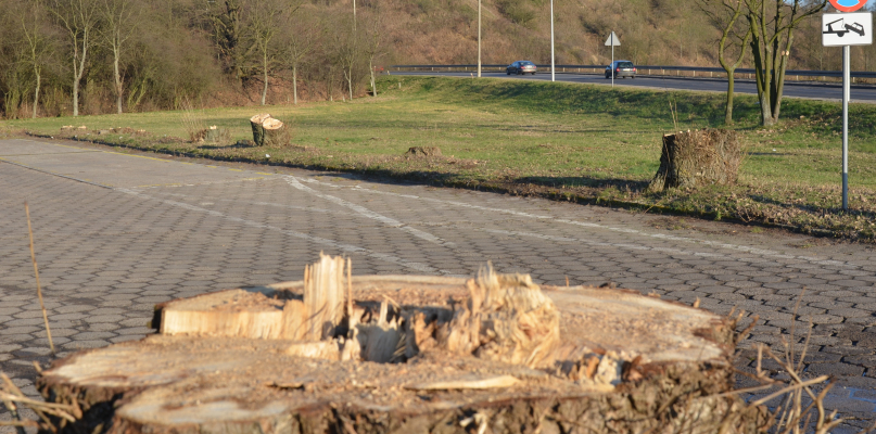 Regionalny Zarząd Gospodarki Wodnej, który jest właścicielem tego terenu, zdecydował o wycince około 20 drzew. Fot. DDWloclawek.pl