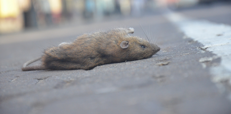 Szczur, który zginął pod kołami samochodu na ulicy 3 Maja. Zdjęcie z lutego 2016 roku. Fot. DDWloclawek.pl