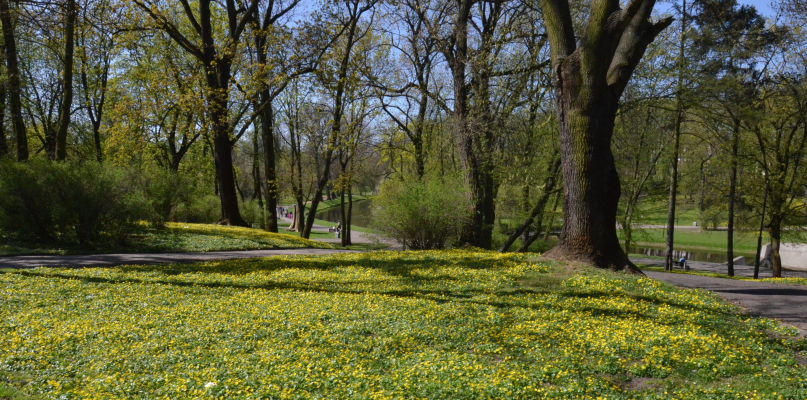 Ranniki można spotkać właśnie w starych parkach, gdzie pod okapem sędziwych drzew często rosną całe ich dywany. Fot. DDWloclawek.pl