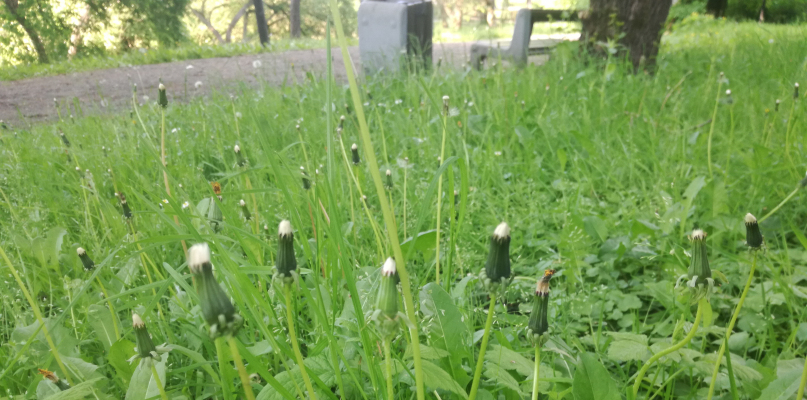 `Tak wyglądają trawniki w parku Sienkiewicza` - pisze Czytelniczka. Fot. Alert24