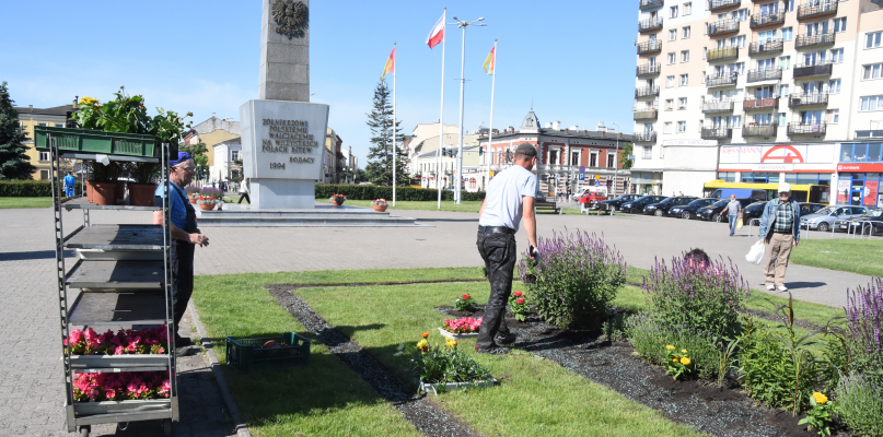 Pracownicy firmy Platan sadzą kwiaty na placu Wolności. Fot. DDWloclawek.pl