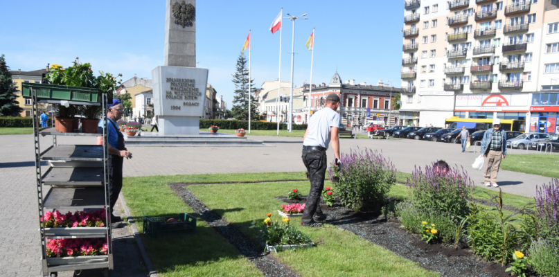 24 maja pracownicy firm 'Platan' wysadzają kwiaty na placu Wolności. Fot. DDWloclawek.pl