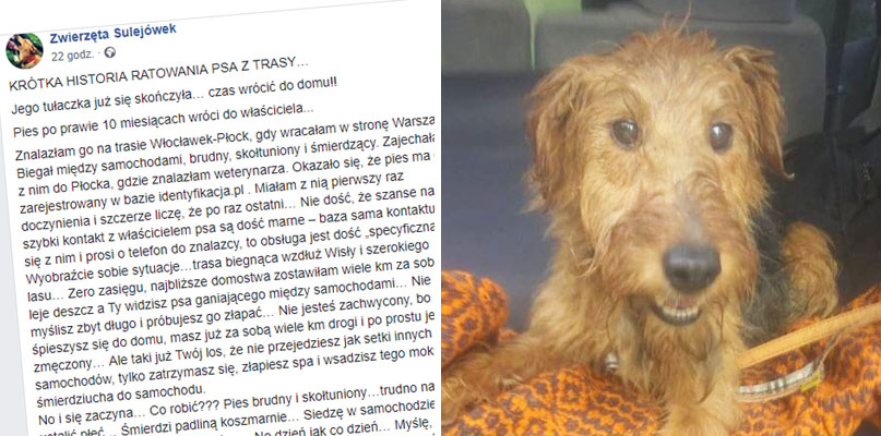 Pani Olga zaapelowała do internautów o pomoc w sprowadzeniu psiaka do domu. Źródło: facebook