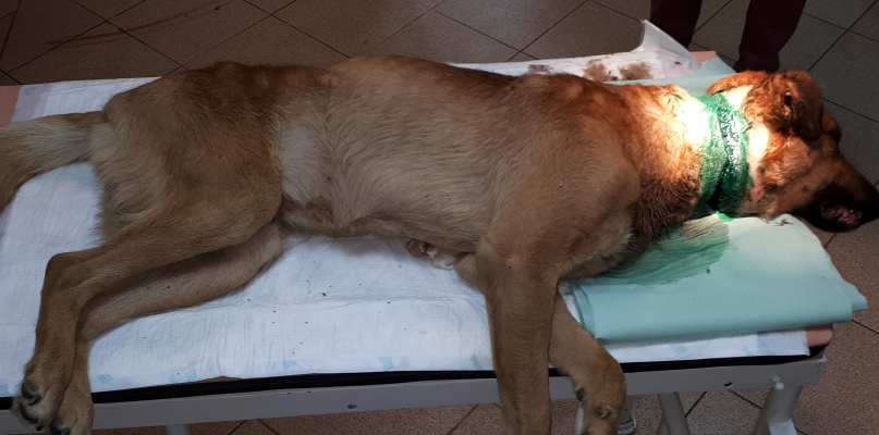Pies natychmiast przeszedł operację. Fot. Schronisko dla zwierząt