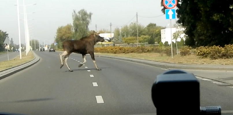 Na drogach wokół Włocławka znów trzeba uważać na łosie. Ostatnio to zwierzę wybiegło na ulicy Toruńskiej przed jadący policyjny radiowóz. Fot. KMP Włocławek