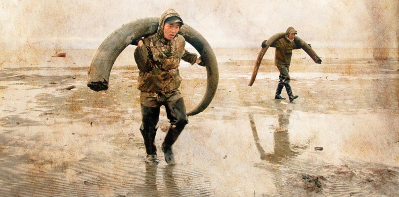 Twórcy filmu starają się odpowiedzieć na pytanie, czy możliwe jest wskrzeszenie mamuta. Fot. materiały promocyjne