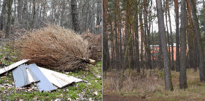 Śmieci z lasu zostały zabrane. Fot. Daniel Wiśniewski