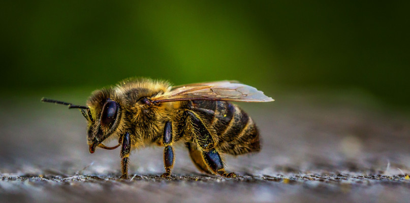 Uczniowie włocławskich szkół będą konstruować instalacje poświęcone pszczołom Fot. pixabay