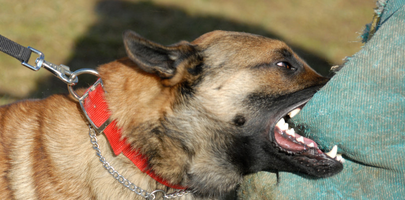 Właściciel agresywnego psa może otrzymać nawet 5 tys. zł grzywny! Fot. depositphotos