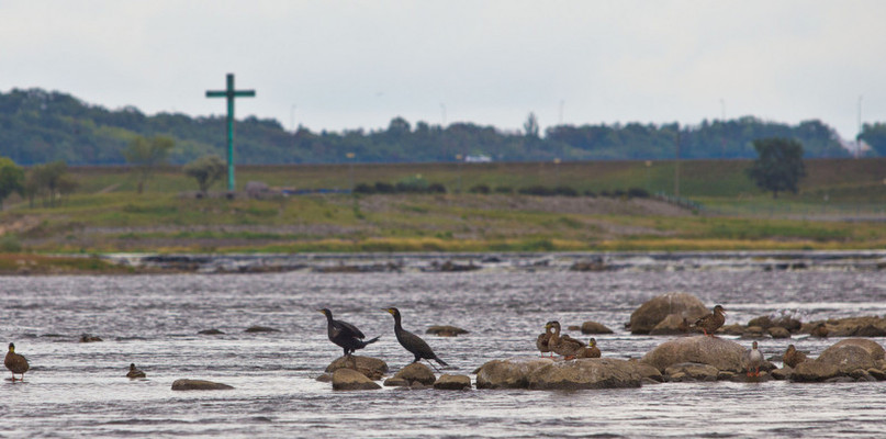 Jest akt oskarżenia w sprawie zalania siedzisk lęgowych ptaków. Fot. archiwum DDWloclawek.pl
