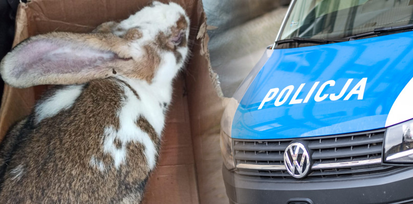 Mężczyzna usłyszał już zarzut znęcania się nad chorym królikiem poprzez porzucenie go w lesie. Zdjęcie ilustracyjne. KPP w Lipnie/Fot. depositphotos.com