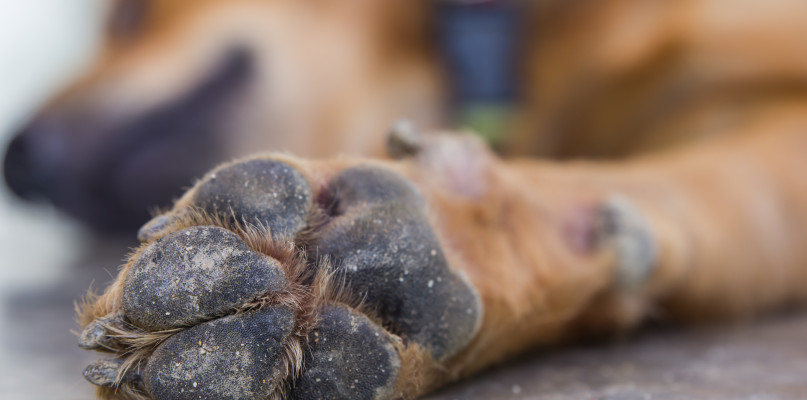 Włocławek: Potrącenie psa na ul. Wiejskiej. Czytelniczka prosi świadków o pomoc. Fot. depositphotos