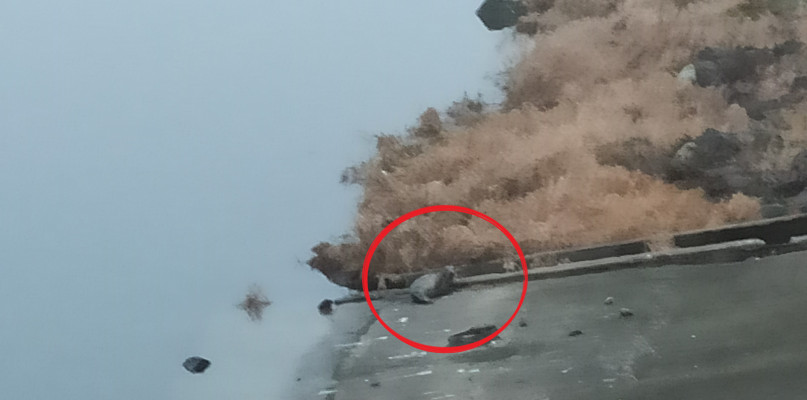 Wisłą do Włocławka dopłynęła foka. Zwierzę było widziane na tamie.  Fot. straż miejska. 