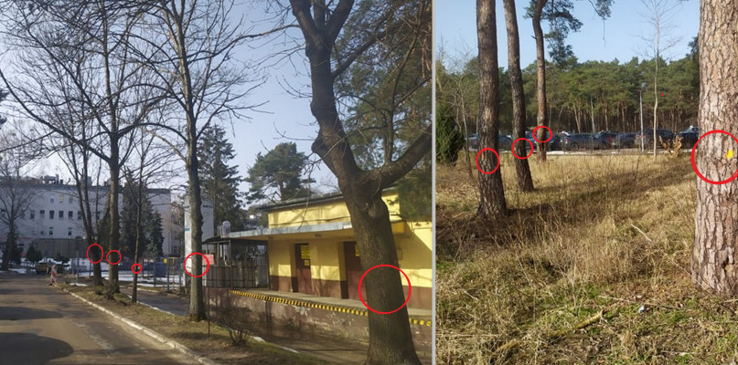 Większość drzew rosnących między zabudowaniami Wojewódzkiego szpitala Specjalistycznego we Włocławku czeka wycinka.  Fot. DD