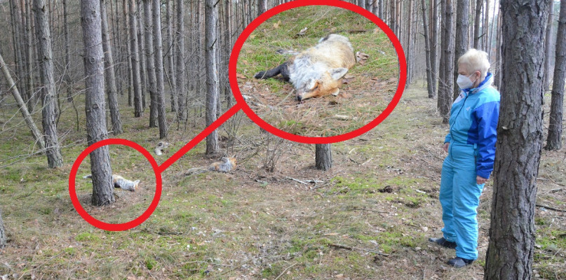 Włocławek: 'Rodzina' lisów znaleziona martwa w lesie. Fot. Michał Osiecki