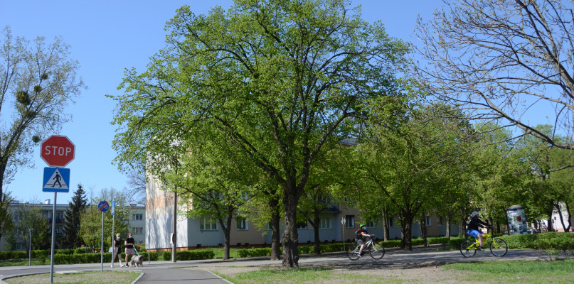 Drzewo przeniesiono  dosłownie kilka metrów dalej, przy nowo wybudowanej ul. Kraszewskiego.  Fot. N. Seklecka. 