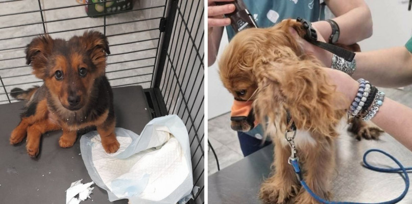 Połamana Suzi i zaniedbana Spanielka. Fot. Fundacja Mondo Cane - Inspektorat Włocławek