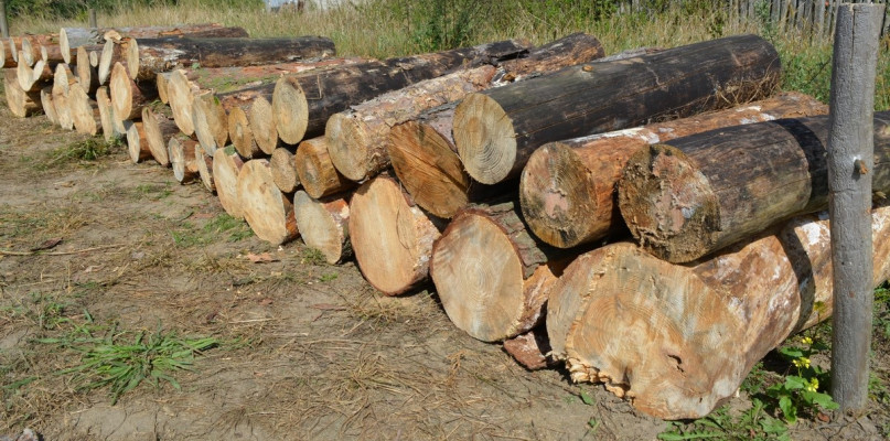 Mężczyźni wycinali nielegalnie drzewa. Fot. KPP w Radziejowie