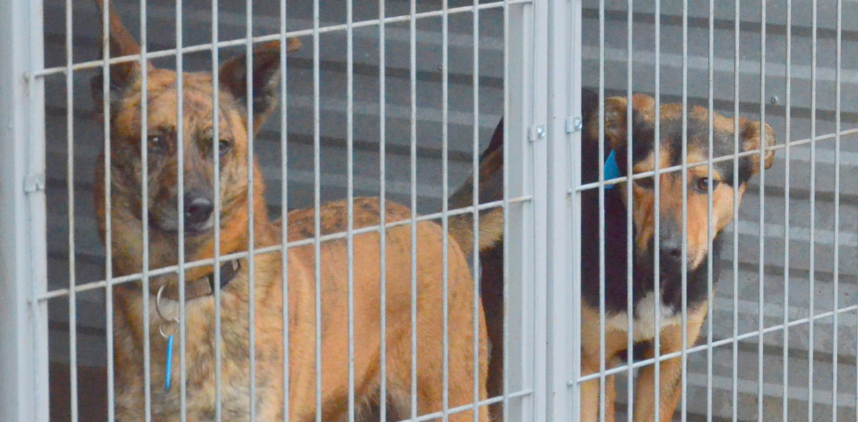 Włocławek: Osoby, które adoptują psy ze schroniska po 1 stycznia 2023 r. nie zapłacą za ich posiadanie. Fot. archiwum  DDWloclawek.pl