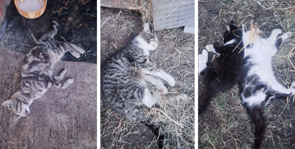 Fot. Fundacja Mondo Cane. 