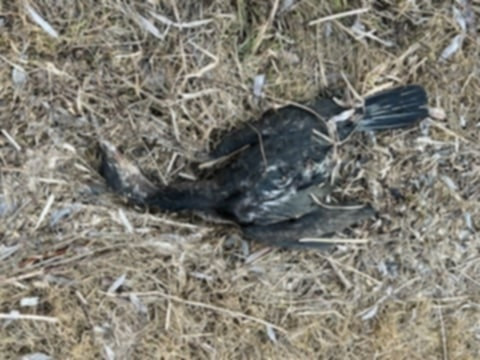 Fot. Facebook/Fundacja Mondo Cane Inspektorat Włocławek