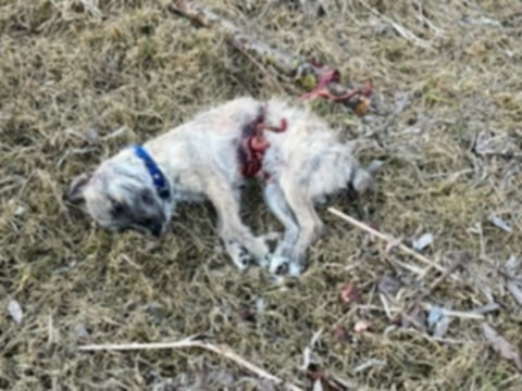 Fot. Facebook/Fundacja Mondo Cane Inspektorat Włocławek