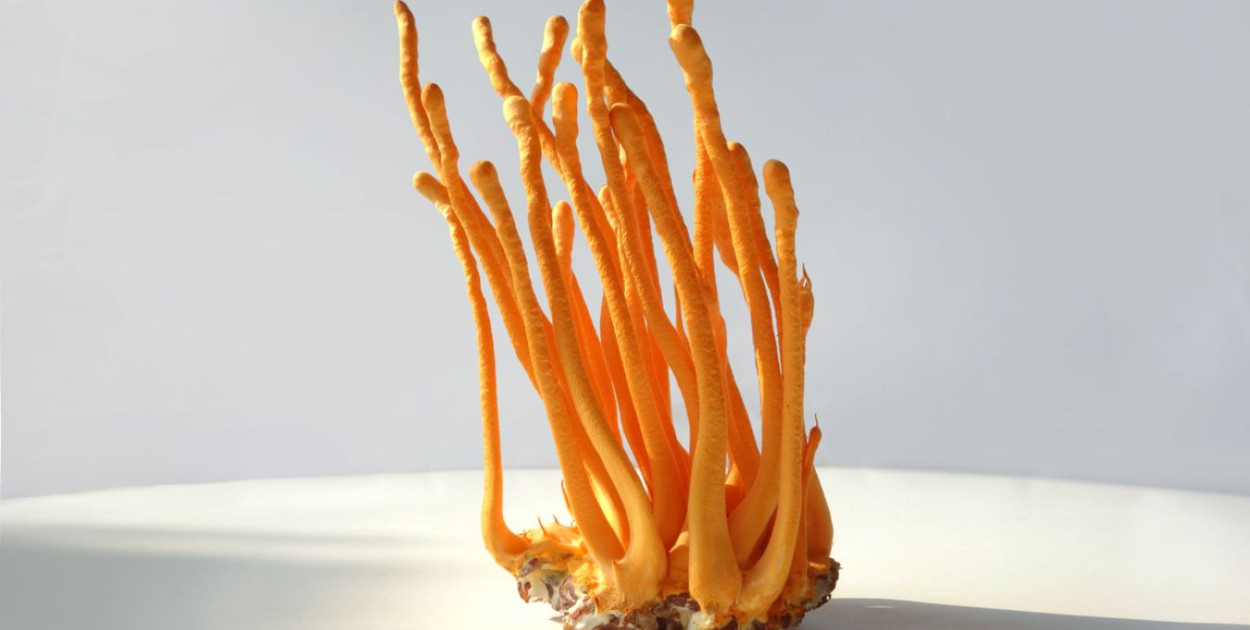 https://www.istockphoto.com/pl/zdj%C4%99cie/raw-fresh-organic-ophiocordyceps-sinensis-chinese-caterpillar-fungus-mushroom-on-gm2156204516-576978653