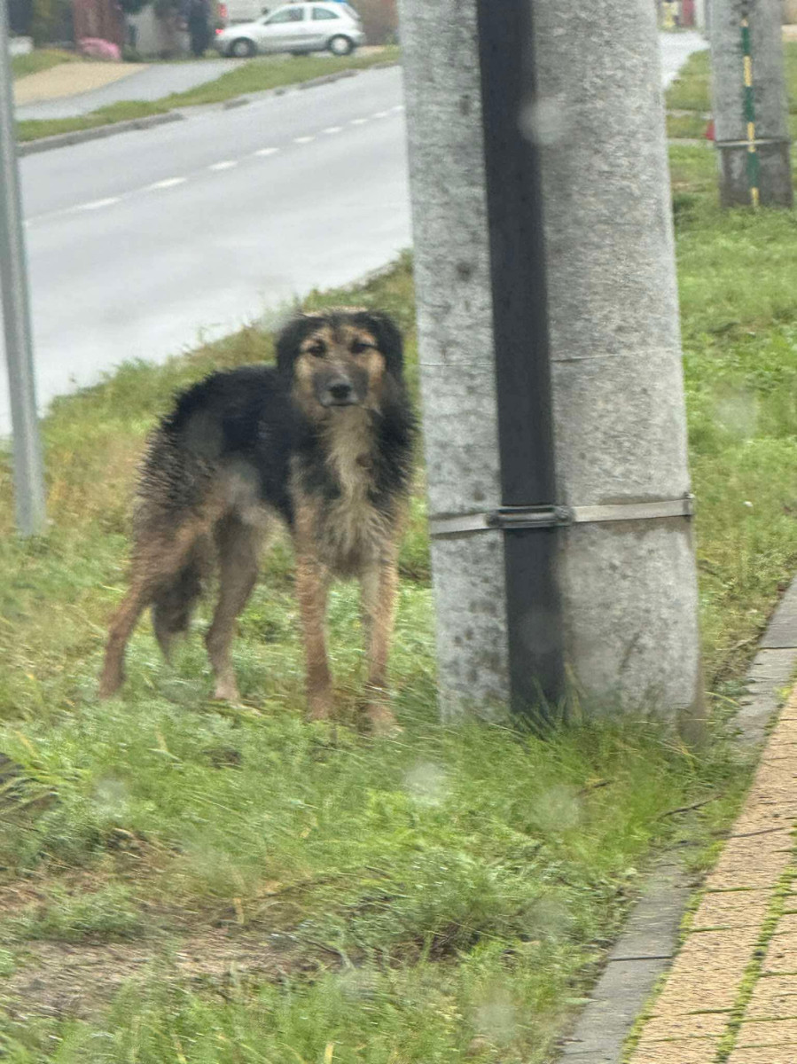 TOZ we Włocławku