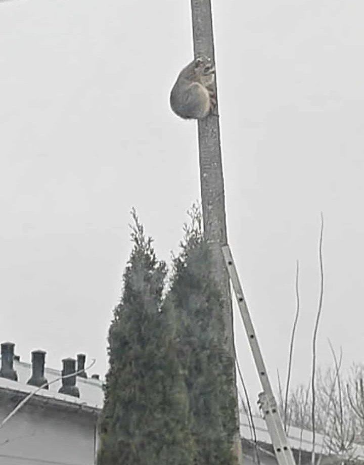 Fot. Grzegorz Teul - Tybura