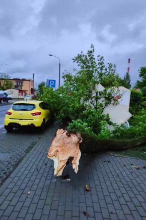 Oberwany konar drzewa uszkodził samochód-18371