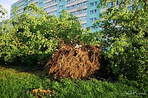 Zazamcze w strzępach. Nawałnica wyrywała drzewa-20709