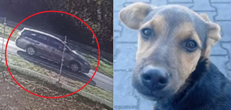 Wyrzuciła psy z auta i odjechała! "Pandemia okrucienstwa" pod Włocławkiem