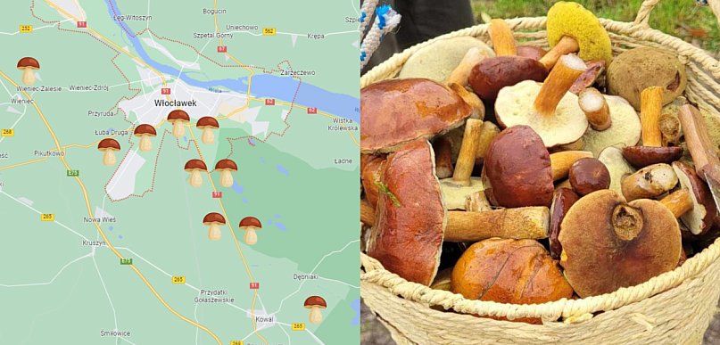 Włocławianie ruszyli na grzyby. Ale to są zbiory! Gdzie takich szukać?
