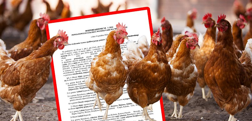 Wirus ptasiej grypy w okolicy! Wprowadzono specjalne obostrzenia
